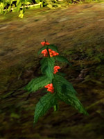 lesnibobule.jpg
